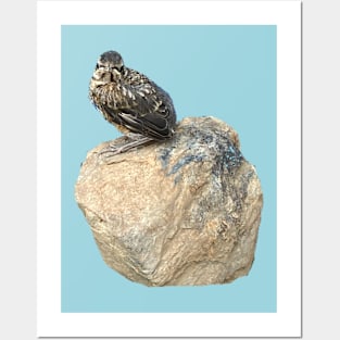 Fledgling on a Rock Posters and Art